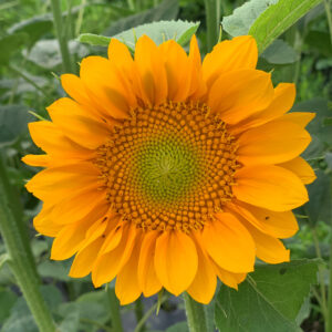 Sunflower gold lite