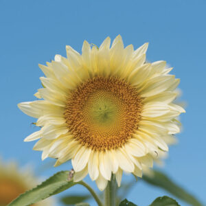 sunflower white lite